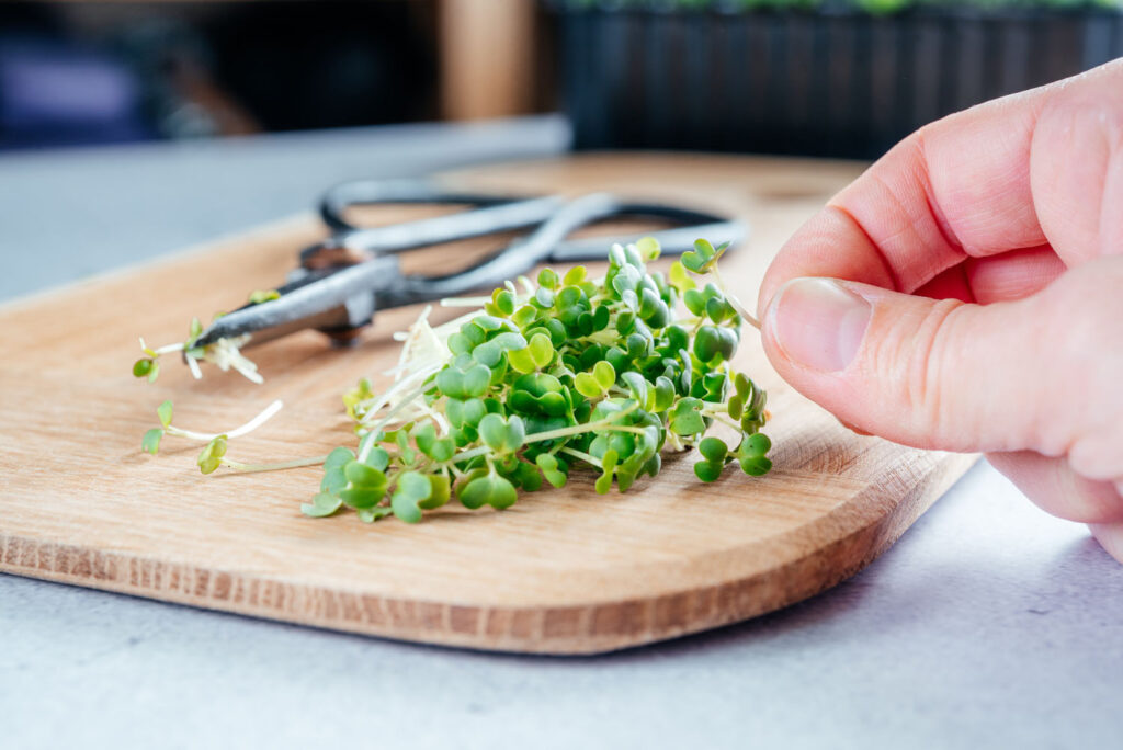 Arugula